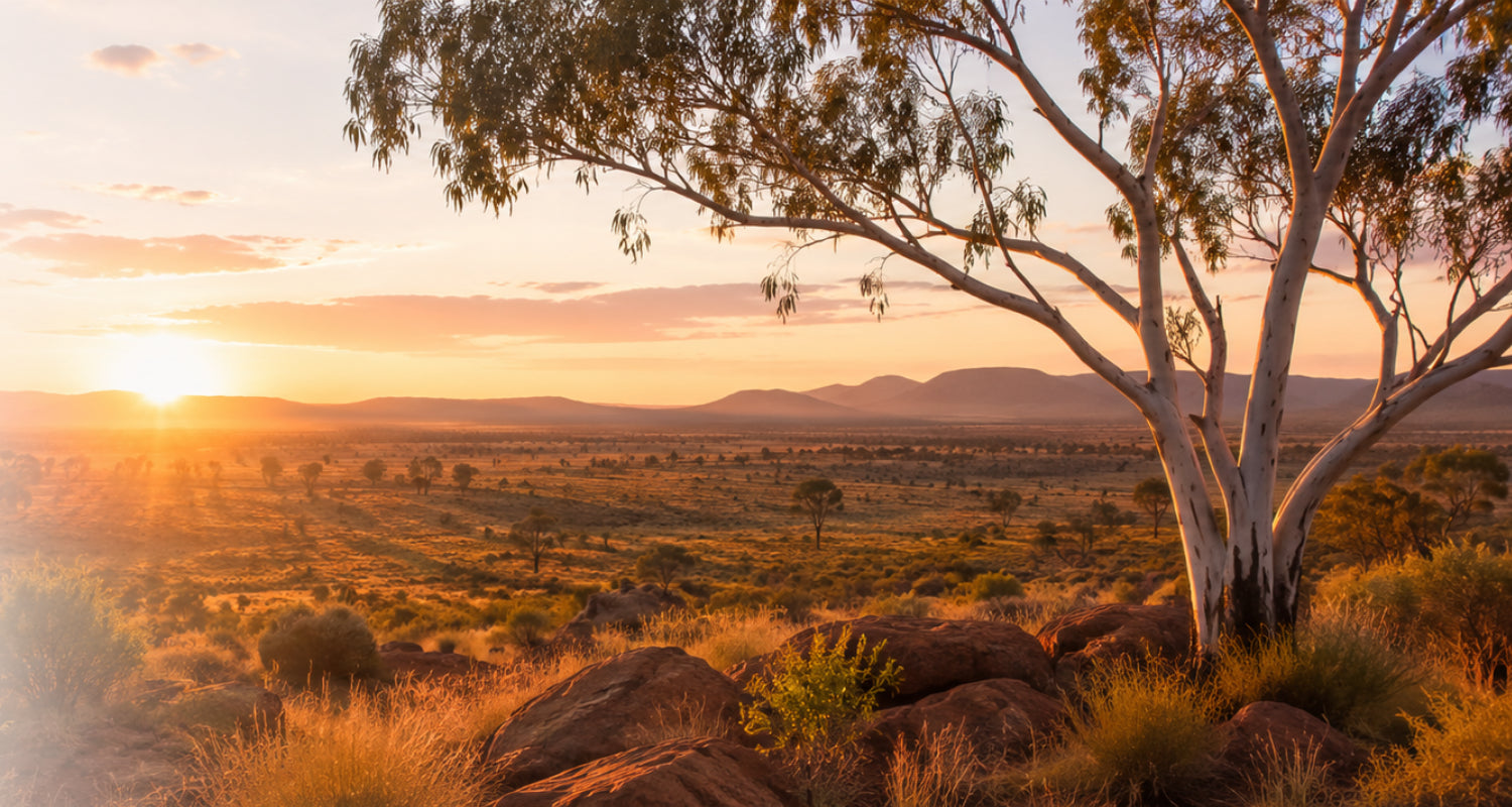 Eucalyptus tree overlooking Australian countryside at sunset